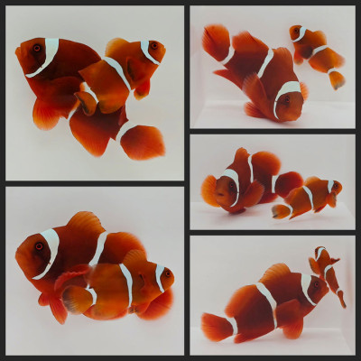 Clownfish Bonded Pair Gold Stripe Maroon