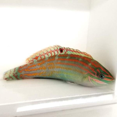 African Adorned Wrasse