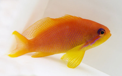 Lyretail Anthias
