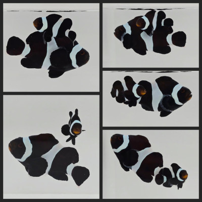 Clownfish Bonded Pair Black Stubby