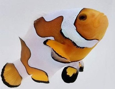 Clownfish Percularis Picasso