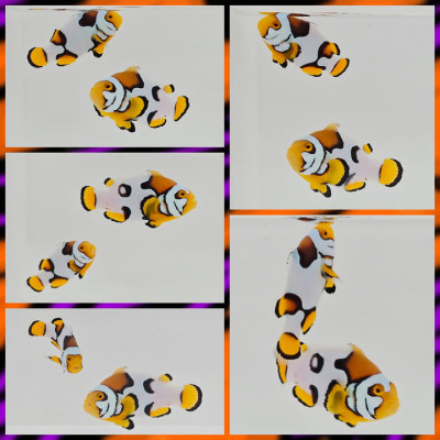 Clownfish Bonded Pair Picasso Count Percula