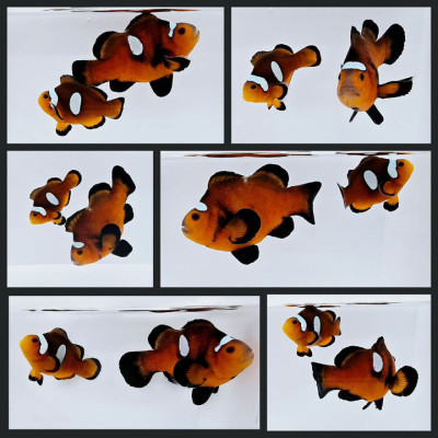 Clownfish Bonded Pair Nearly Naked Mochaccino Stubby
