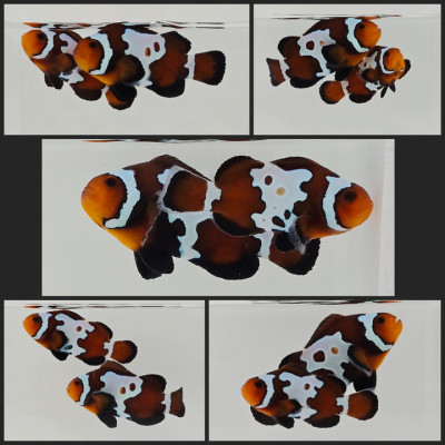 Clownfish Bonded Pair Ice Mocha w/ Bulletholes