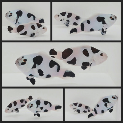 Clownfish Bonded Pair Platinum or Picasso Super Storm