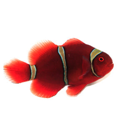 Clownfish Maroon Gold Stripe