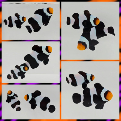 Clownfish Bonded Pair Wide-Bar Black (Mummy)