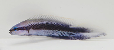 Longfin Indigo Dottyback