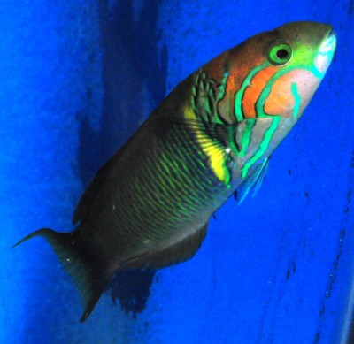 African Goldbar Wrasse