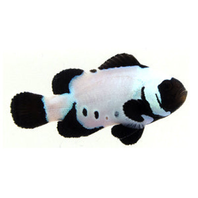 SA Black Snowflake Special