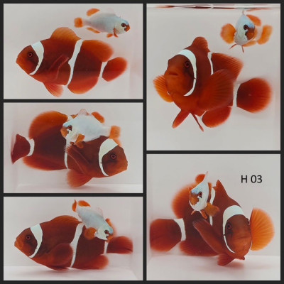 Clownfish Bonded Pair White Stripe/Gold Nugget Maroon