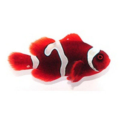 Clownfish Maroon Goldflake
