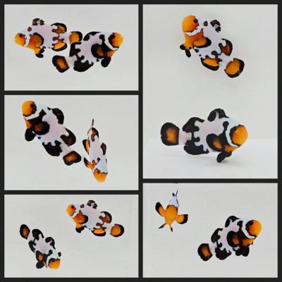 Clownfish Bonded Pair Ice Mocha Special