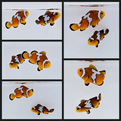 Clownfish Bonded Pair Lightning Mochaccino