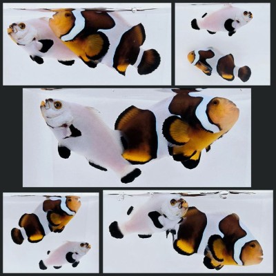 Clownfish Bonded Pair Percularis Picasso/Onyx Platinum