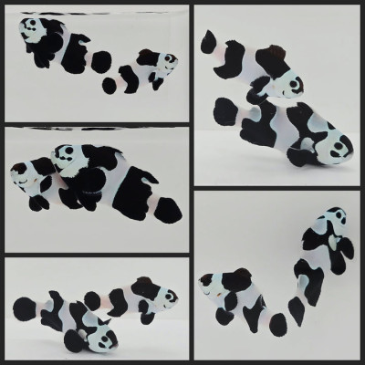 Clownfish Bonded Pair Black Storm