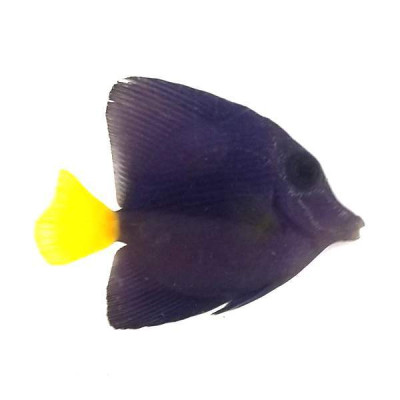 Red Sea Purple Tang