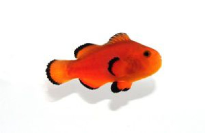 SA Orange Naked MEDIUM