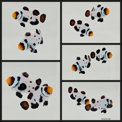 Clownfish Bonded Pair Blacker Ice Special