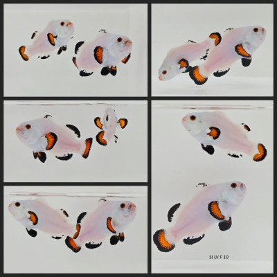 Clownfish Bonded Pair Orange Snow Storm