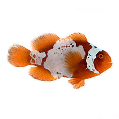 Clownfish White Lightning Maroon