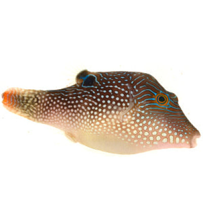 Blue Spotted Puffer