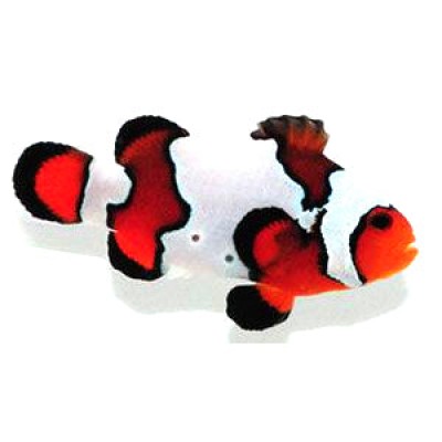 Clownfish Black Ice