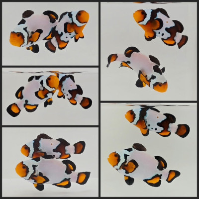 Clownfish Bonded Pair Ice Mocha/Ice Mocha Special