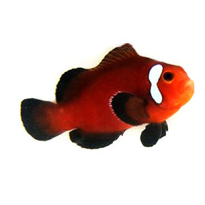 Clownfish Chocolate Domino