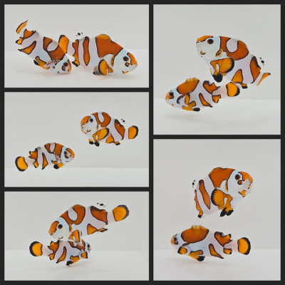 Clownfish Bonded Pair Orange Storm