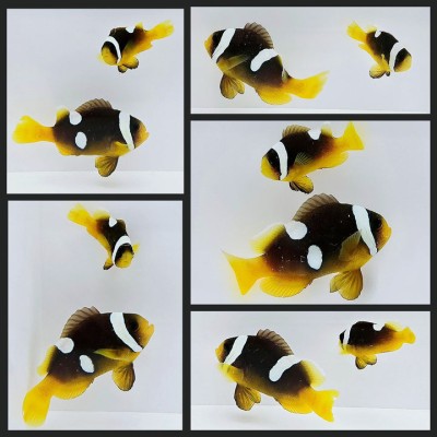 Clownfish Bonded Pair Sebae