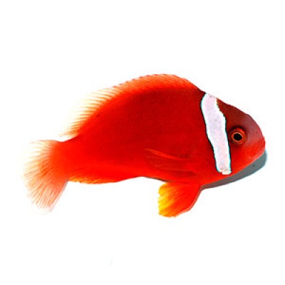 Clownfish Tomato