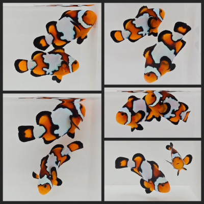 Clownfish Bonded Pair Black Ice