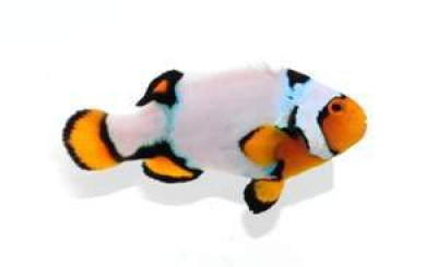 Clownfish Snow Onyx Special