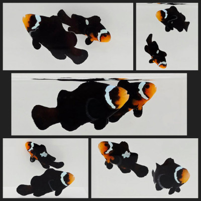 Clownfish Bonded Pair Lightning Mochaccino