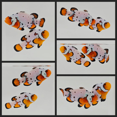 Clownfish Bonded Pair Fancy Snowflake Extreme w/ Bulletholes