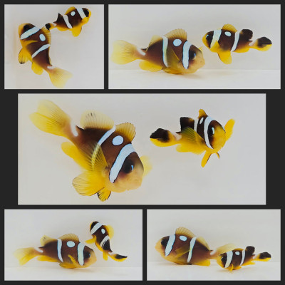 Clownfish Bonded Pair Pearl-Eye Bicinctus