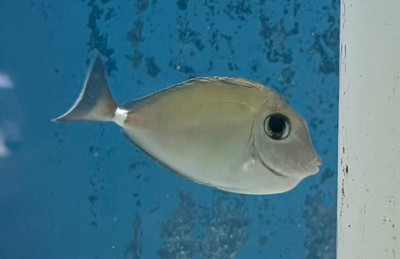 Fiji Unicorn Tang