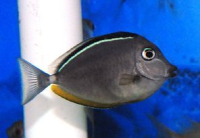 Naso Tang