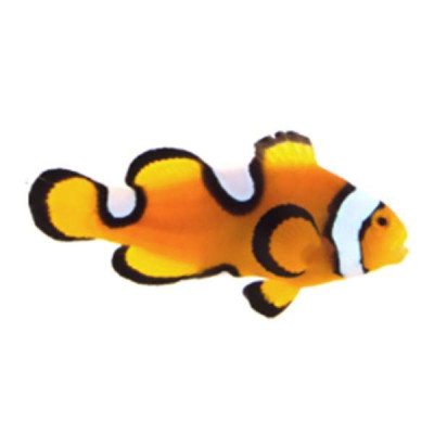 Clownfish Percularis Misbar