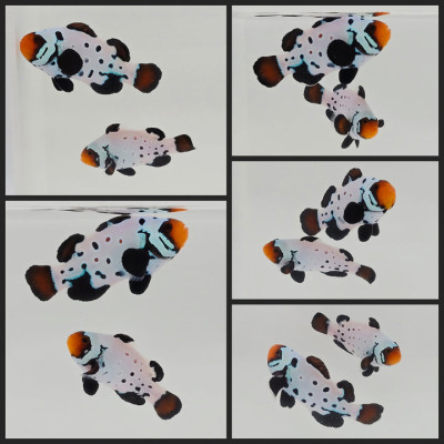 Clownfish Bonded Pair Blacker Ice Special w/ Bulletholes