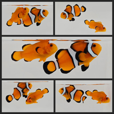Clownfish Bonded Pair Super Fancy/Orange Nearly Naked