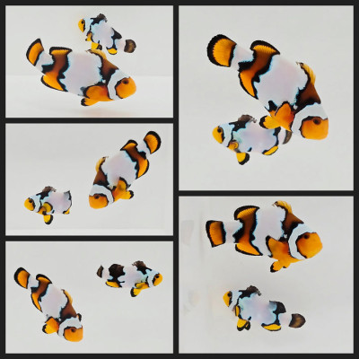 Clownfish Bonded Pair Snow Onyx