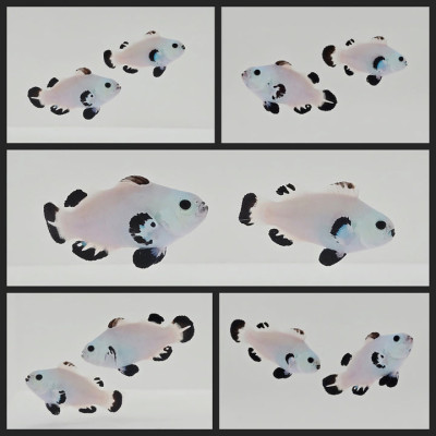 Clownfish Bonded Pair Black Snow Storm