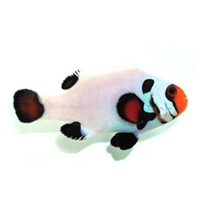 Clownfish Wyoming White Black Eared