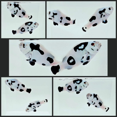 Clownfish Bonded Pair Picasso Storm Love in Black and White-Love Stormy