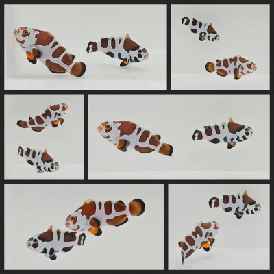 Clownfish Bonded Pair Picasso Storm