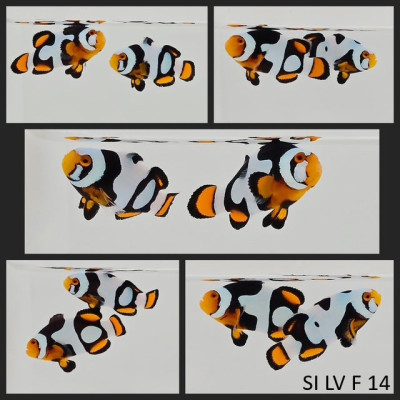 Clownfish Bonded Pair Onyx Picasso