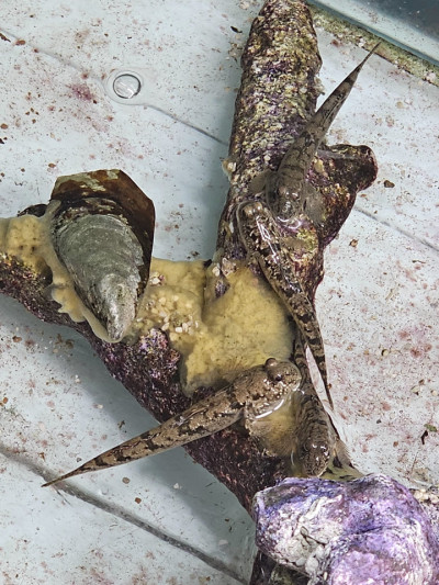 African Mudskipper