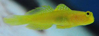 Yellow Watchman Goby